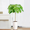 甄选绿植——爱心榕 商品缩略图0