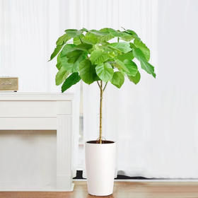 甄选绿植——爱心榕