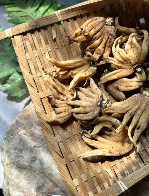 今年新出的西藏不老草，林芝野生手掌参干参 商品图3