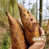黄山野毛竹笋（冬笋）5斤 | 合作农友生产，产自安徽黄山，生产者：许学超 *【公平贸易农人定价】 商品缩略图8