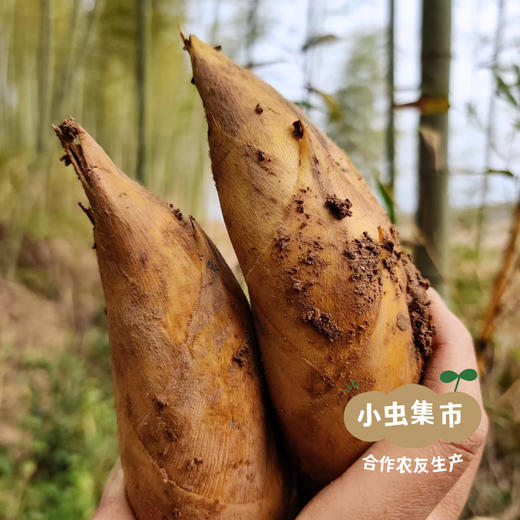 黄山野毛竹笋（冬笋）5斤 | 合作农友生产，产自安徽黄山，生产者：许学超 *【公平贸易农人定价】 商品图8