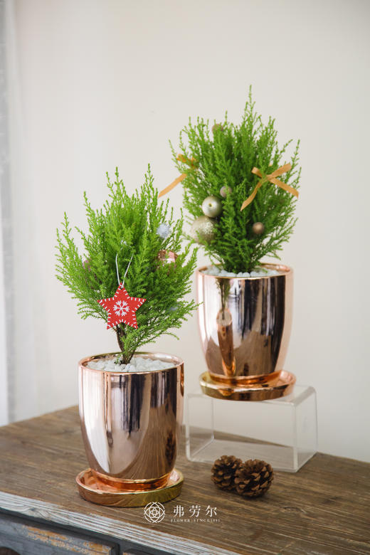 圣诞香松（小） 商品图3