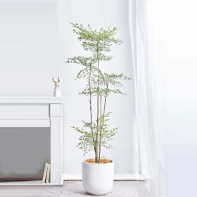 甄选绿植——南天竹