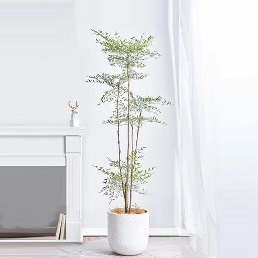 甄选绿植——南天竹 商品图0