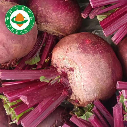 云南新鲜有机红甜菜根 榨汁生吃菜头顺丰发货5斤装 商品图0