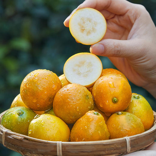 脆蜜金桔 果形超大   纯甜多汁   饱满光滑  皮薄无渣  皮脆肉嫩   礼盒包装  送礼自吃都合适 商品图4