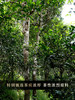 新品上新重磅力作【霸王青饼】2024年布朗山古树春茶，专为老茶油制作，重口味产品 极具辨识度！357g/饼 拍5发6拍20发25 商品缩略图1