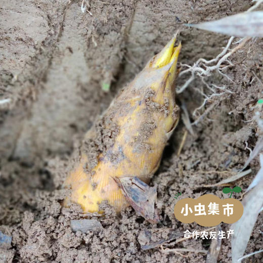 黄山野毛竹笋（冬笋）5斤 | 合作农友生产，产自安徽黄山，生产者：许学超 *【公平贸易农人定价】 商品图6