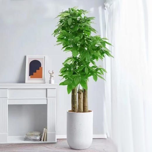甄选绿植——步步高升发财树 商品图0