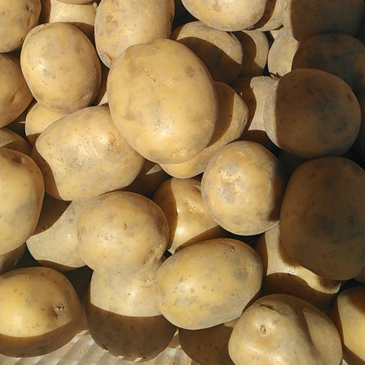 云南良道有机黄心土豆 沙面粉糯马铃薯顺丰发货 商品图3