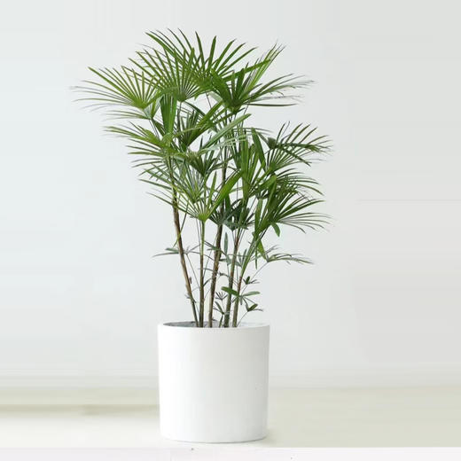 甄选绿植——棕竹 商品图0