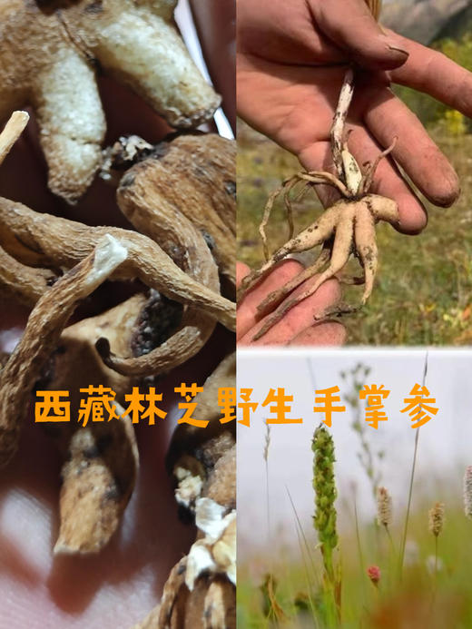 今年新出的西藏不老草，林芝野生手掌参干参 商品图0