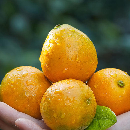 脆蜜金桔 果形超大   纯甜多汁   饱满光滑  皮薄无渣  皮脆肉嫩   礼盒包装  送礼自吃都合适 商品图5