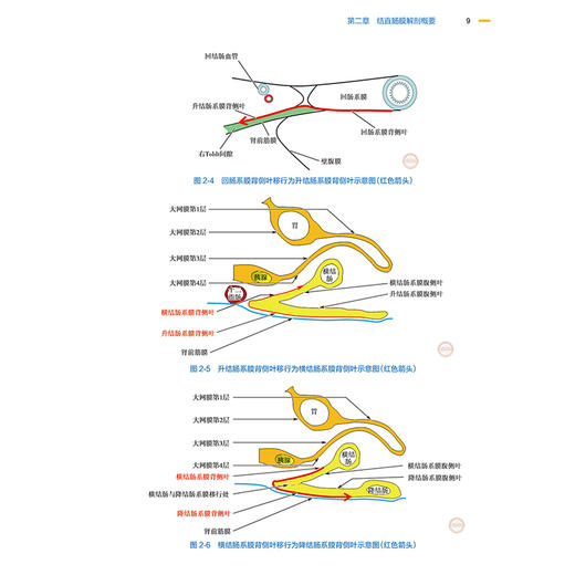 基于膜解剖的腹腔镜与机器人结直肠肿瘤手术学 第2二版 池畔 结直肠外科学手术操作视频腹主动脉旁淋巴结清扫术 人民卫生出版社 商品图4