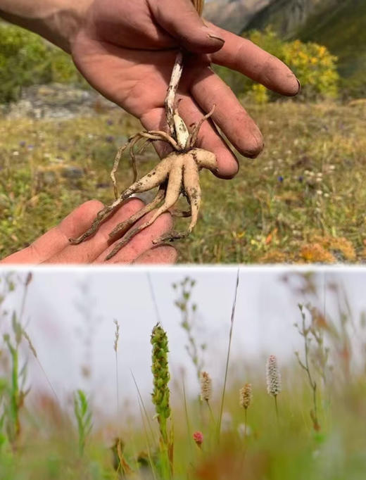 今年新出的西藏不老草，林芝野生手掌参干参 商品图2