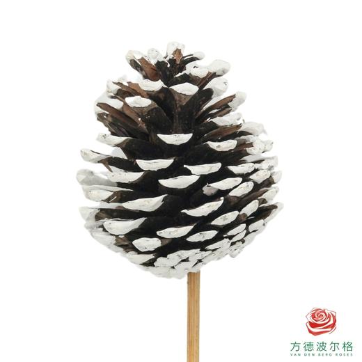 松果 -白色 10枝一扎 商品图2