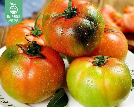 漳州盐碱地水果草莓番茄/1份（1kg±50g） 商品图2