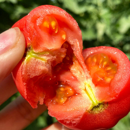 特惠活动『攀枝花露天沙瓤番茄』自有番茄园，沙瓤细腻，果肉肥厚 商品图11