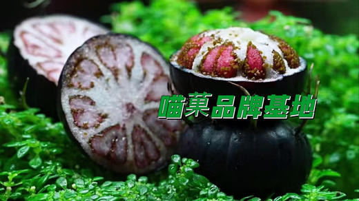 喵菓基地～红果参蜘蛛果（礼盒12盒装）包邮 商品图1