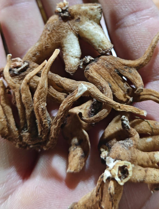 今年新出的西藏不老草，林芝野生手掌参干参 商品图4