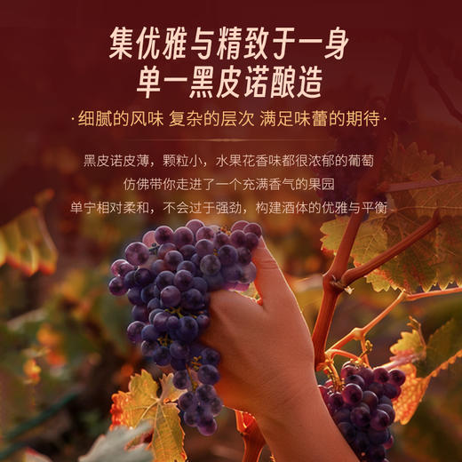 【菲利普·罗斯柴尔德男爵集团出品】红盾珍藏黑皮诺干红葡萄酒 智利迈坡谷 13%vol 商品图7