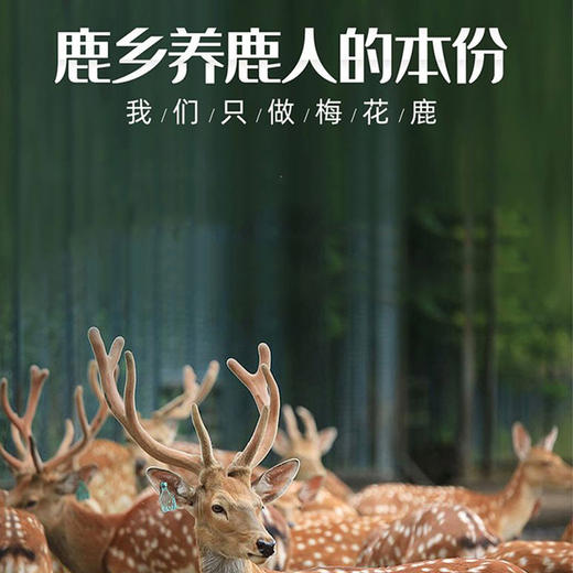 鹿归春龙鹿百葛粉  含鹿心鹿脑 4g/瓶*10瓶 商品图2