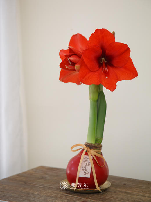 红郡主朱顶红(特大球38+) 商品图0