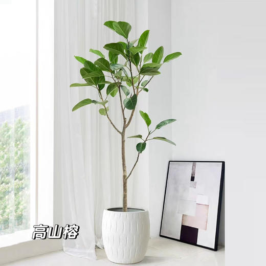 甄选绿植——高山榕 商品图0