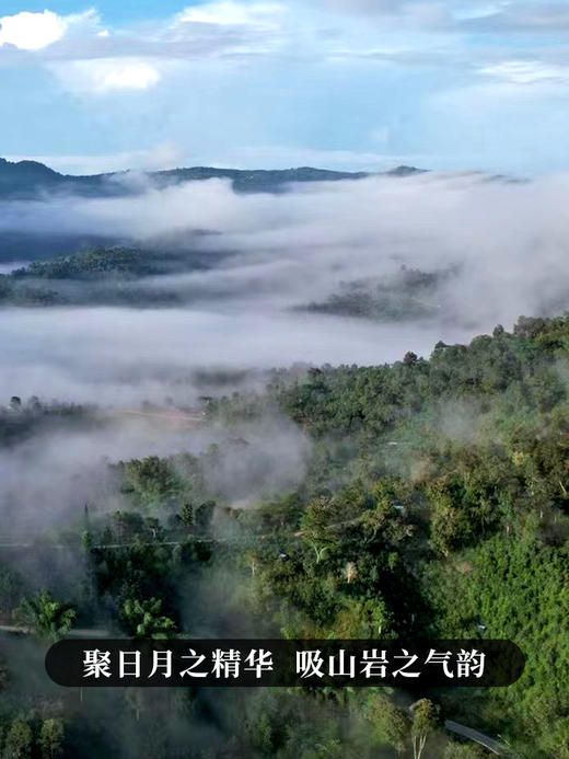 【618开门红】【冰岛橡筋】2023年头春头采，冰岛野放高杆古茶，拉伸茶梗如拉伸橡筋，稀少且珍贵；357g/饼 拍5发6拍20发25 商品图9