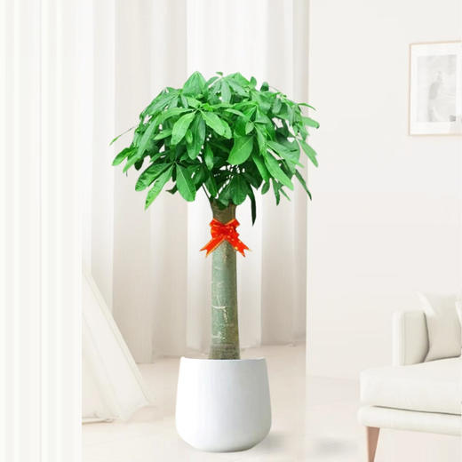 甄选绿植——发财王 商品图0