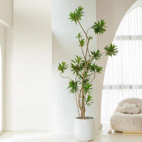 甄选绿植——百合竹