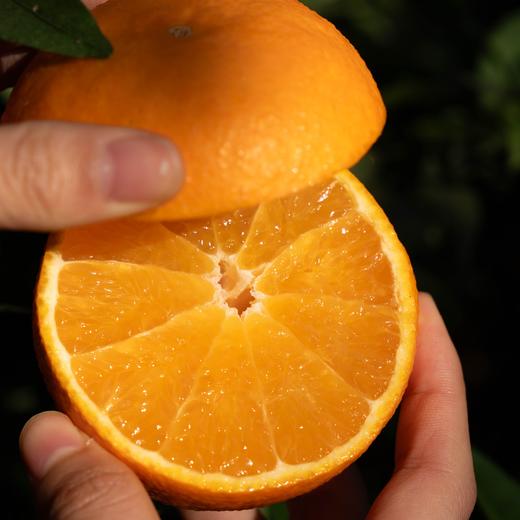 【斌哥优选】套袋爱媛果冻橙，可以吸着吃的鲜橙，入口化渣，带叶发货，生态绿色。 商品图5