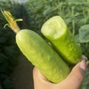 🔥🔥4斤送半斤🥒 海阳 · 牛奶· 白玉黄瓜🥒亦果亦疏 · 口感细腻 · 鲜甜脆嫩 · 香味清新 商品缩略图0