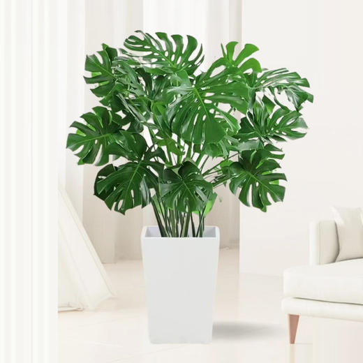 甄选绿植——龟背竹 商品图0