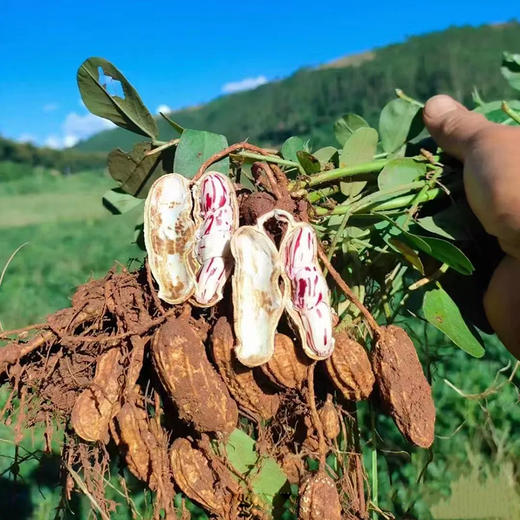 云南特产有机七彩花生 晒干带壳花生 商品图4