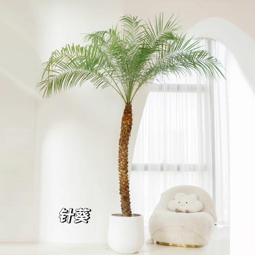 甄选绿植——针葵 商品图0