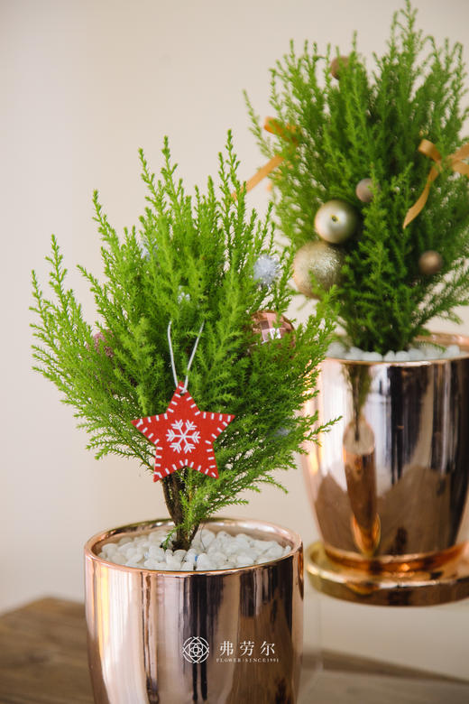 圣诞香松（小） 商品图1