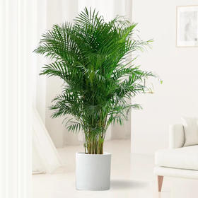 甄选绿植——散尾葵