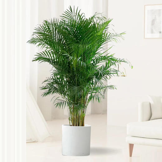 甄选绿植——散尾葵 商品图0