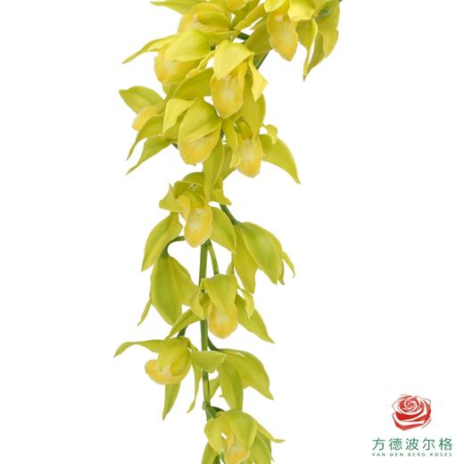 大花蕙兰 -天女散花1枝 商品图1