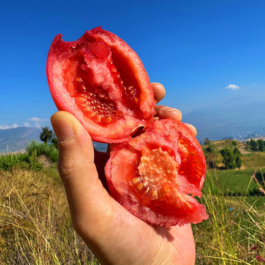 特惠活动『攀枝花露天沙瓤番茄』自有番茄园，沙瓤细腻，果肉肥厚 商品图9