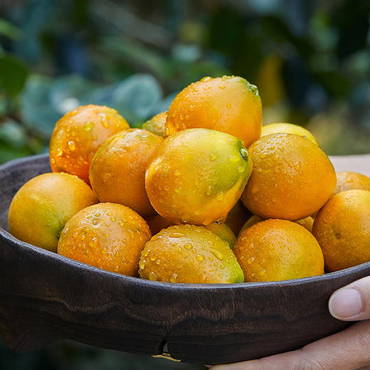 脆蜜金桔 果形超大   纯甜多汁   饱满光滑  皮薄无渣  皮脆肉嫩   礼盒包装  送礼自吃都合适 商品图3