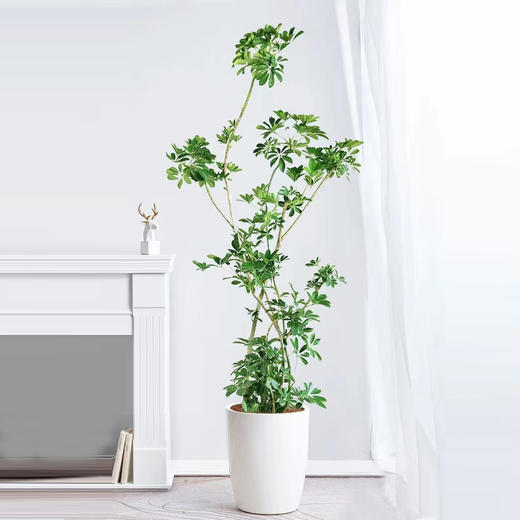 甄选绿植——鸭掌木 商品图0