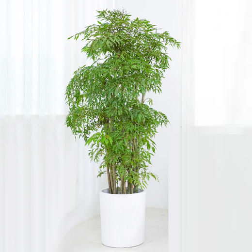 甄选绿植——羽叶福禄桐 商品图0