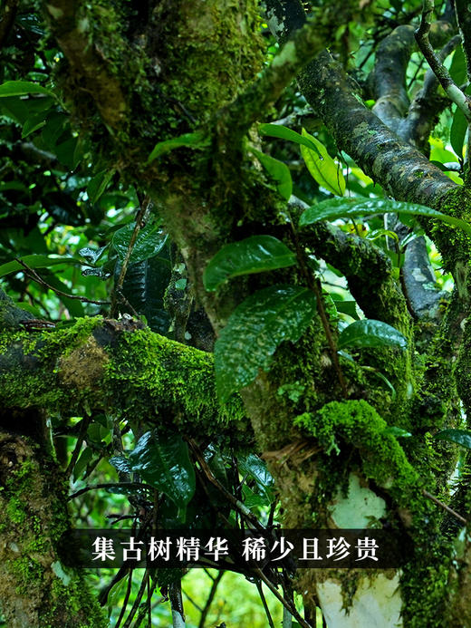 【618开门红】【冰岛橡筋】2023年头春头采，冰岛野放高杆古茶，拉伸茶梗如拉伸橡筋，稀少且珍贵；357g/饼 拍5发6拍20发25 商品图8
