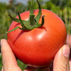 特惠活动『攀枝花露天沙瓤番茄』自有番茄园，沙瓤细腻，果肉肥厚 商品缩略图3