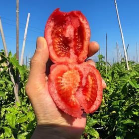 特惠活动『攀枝花露天沙瓤番茄』自有番茄园，沙瓤细腻，果肉肥厚