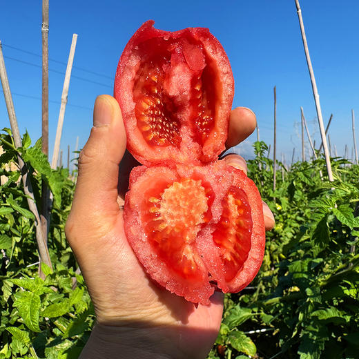 特惠活动『攀枝花露天沙瓤番茄』自有番茄园，沙瓤细腻，果肉肥厚 商品图0