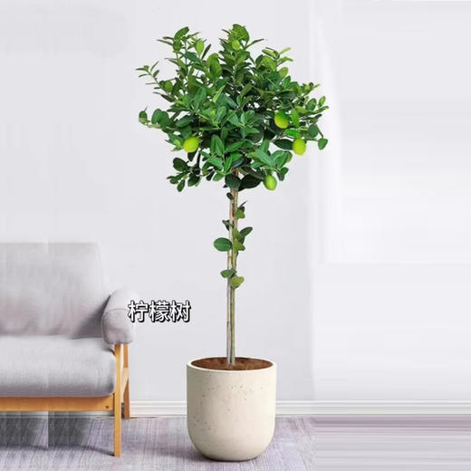 甄选绿植——柠檬树 商品图0
