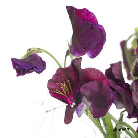 配花 | 香豌豆深紫（轻微掉瓣属于正常现象，没掉完不售后）